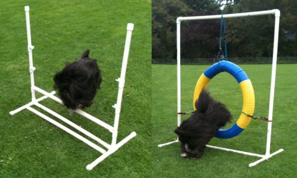 cute dog doing agility tricks