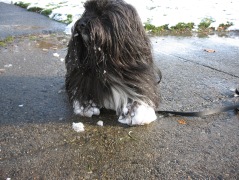 black Lhasa Apso with snow laden paws